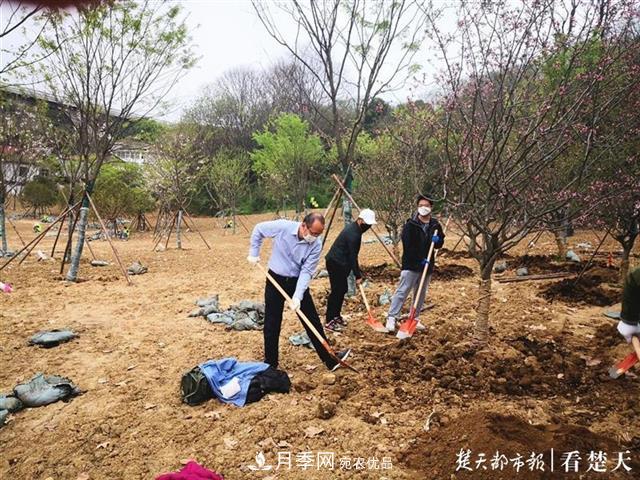 2019年武漢綠化成績單：建成303公里綠道，新栽月季100萬株……(圖2)