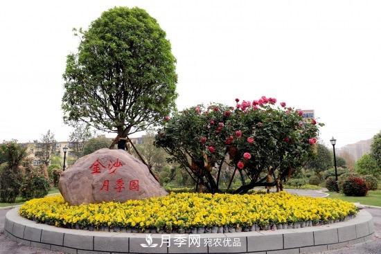 備好鮮花迎國慶 你家的月季花修剪了嗎！(圖2)