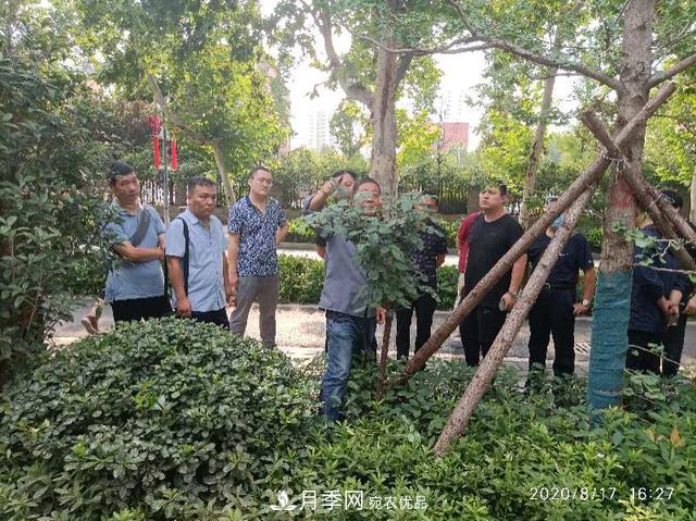 備好鮮花迎國慶 你家的月季花修剪了嗎！(圖1)