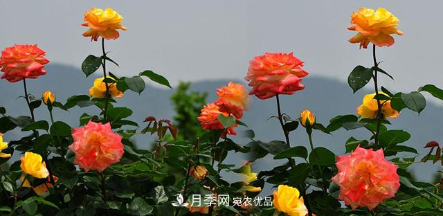 矮小型的月季品種如何選擇？(圖1)
