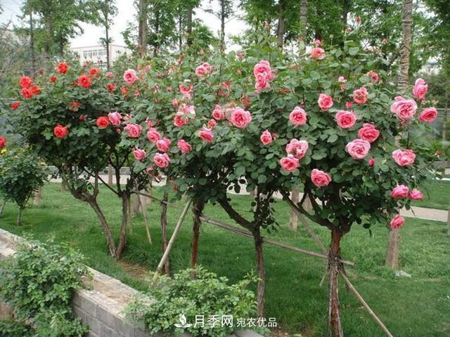 新品“月季樹”為北京市花添色彩，居然引種自南陽(yáng)內(nèi)鄉(xiāng)(圖2)