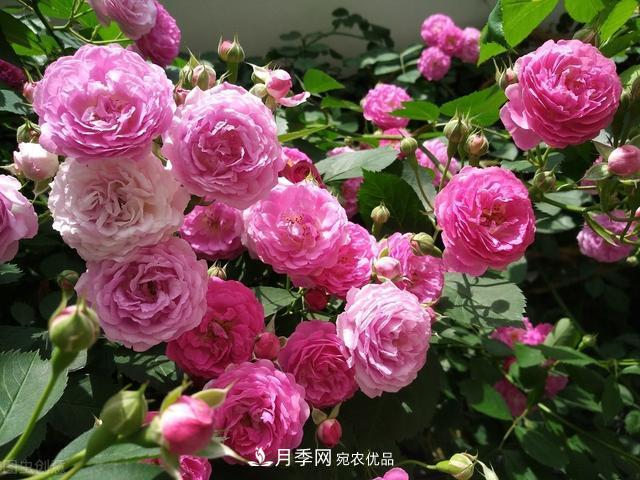 月季無土栽培，大大提高觀賞價值，月季的栽培技術(圖1)