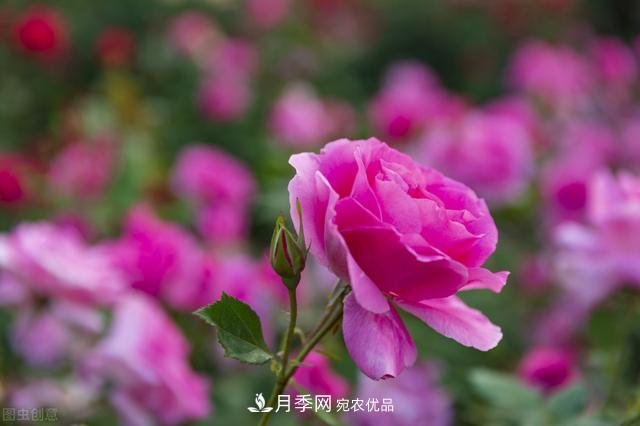 月季無土栽培，大大提高觀賞價值，月季的栽培技術(圖2)