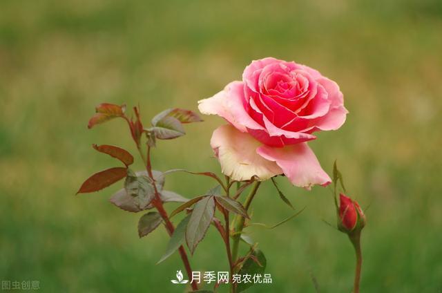月季無土栽培，大大提高觀賞價值，月季的栽培技術(圖3)
