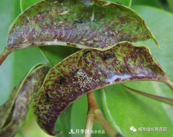 月季基礎(chǔ)知識：月季肥害，月季藥害，月季薊馬危害的基本特征(圖6)