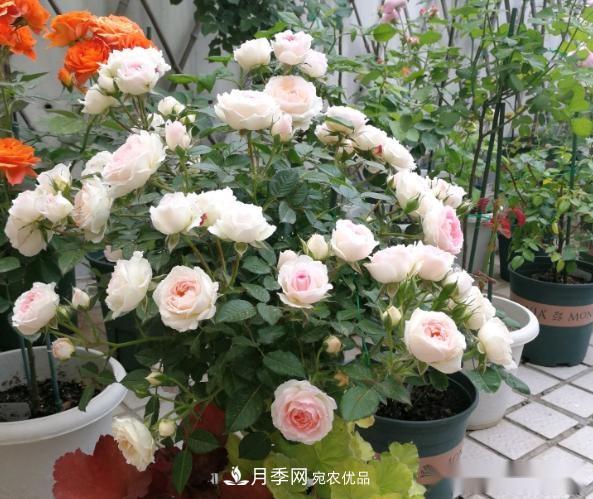 10個養(yǎng)月季行話，讀懂才能養(yǎng)好月季(圖1)