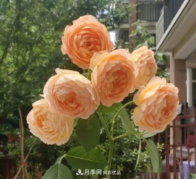 10個養(yǎng)月季行話，讀懂才能養(yǎng)好月季(圖8)