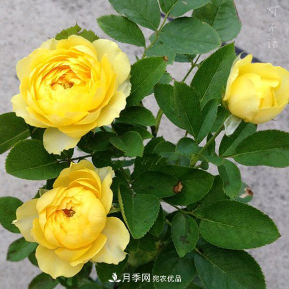 月季品種推薦，性?xún)r(jià)比超高，收藏起來(lái)**有用(圖2)