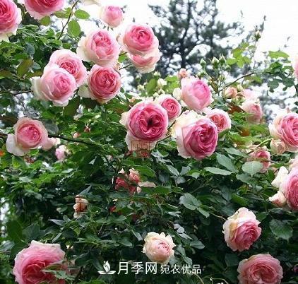 8月養(yǎng)月季花，做好4件事，不愁秋天沒花賞(圖1)