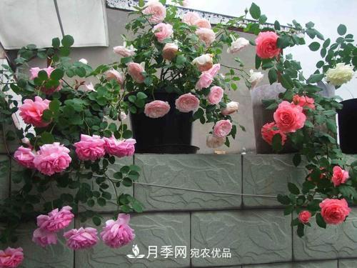 8月養(yǎng)月季花，做好4件事，不愁秋天沒花賞(圖4)