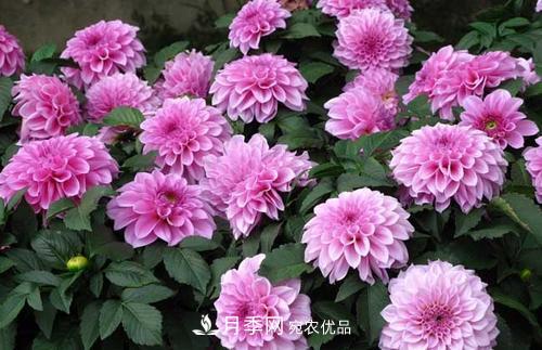 陽臺再小，也要養(yǎng)3種花，一年四季有花賞，輕松開成小花園(圖1)
