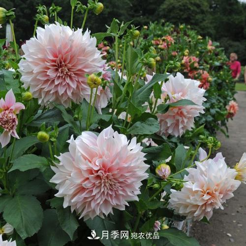陽臺再小，也要養(yǎng)3種花，一年四季有花賞，輕松開成小花園(圖2)
