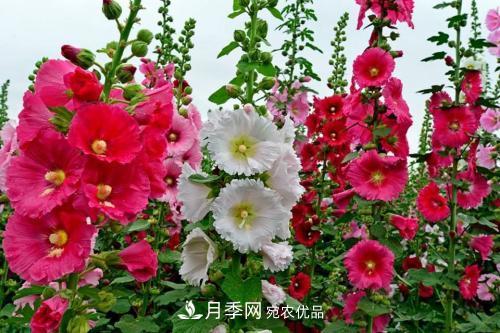 陽臺再小，也要養(yǎng)3種花，一年四季有花賞，輕松開成小花園(圖4)
