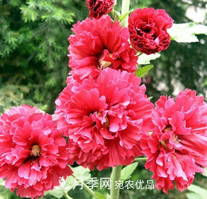陽臺再小，也要養(yǎng)3種花，一年四季有花賞，輕松開成小花園(圖3)