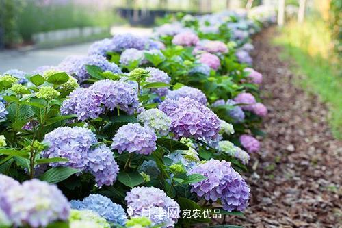 陽臺再小，也要養(yǎng)3種花，一年四季有花賞，輕松開成小花園(圖6)
