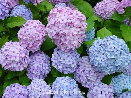陽臺再小，也要養(yǎng)3種花，一年四季有花賞，輕松開成小花園(圖5)