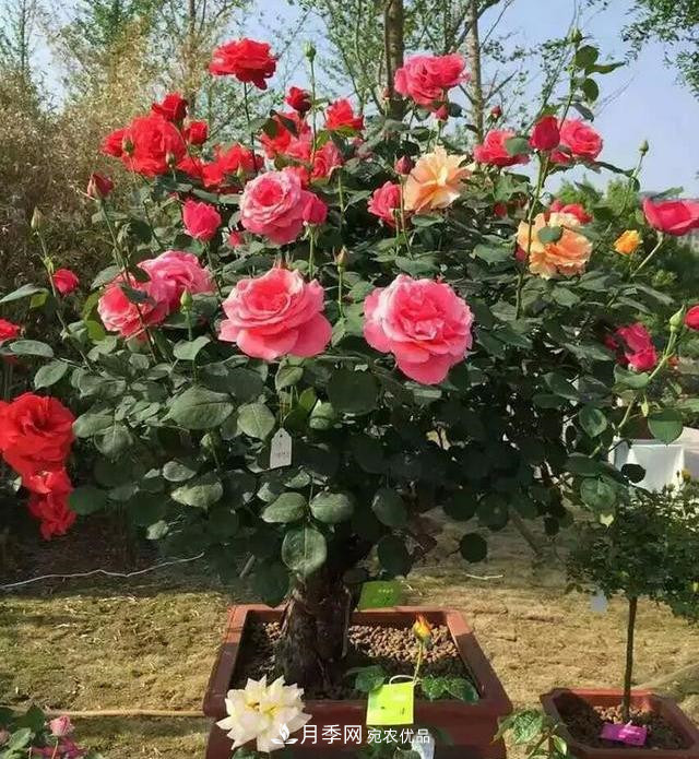 一個小技巧，月季變花月季樹！花苞滿樹冠，大花300天(圖2)