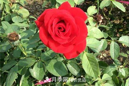 全攻略，香水月季怎么養(yǎng)長的好？(圖1)