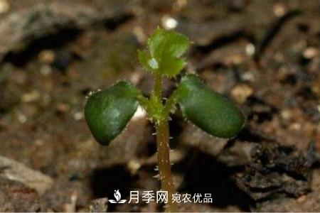 月季花的種子可以種嗎？(圖2)