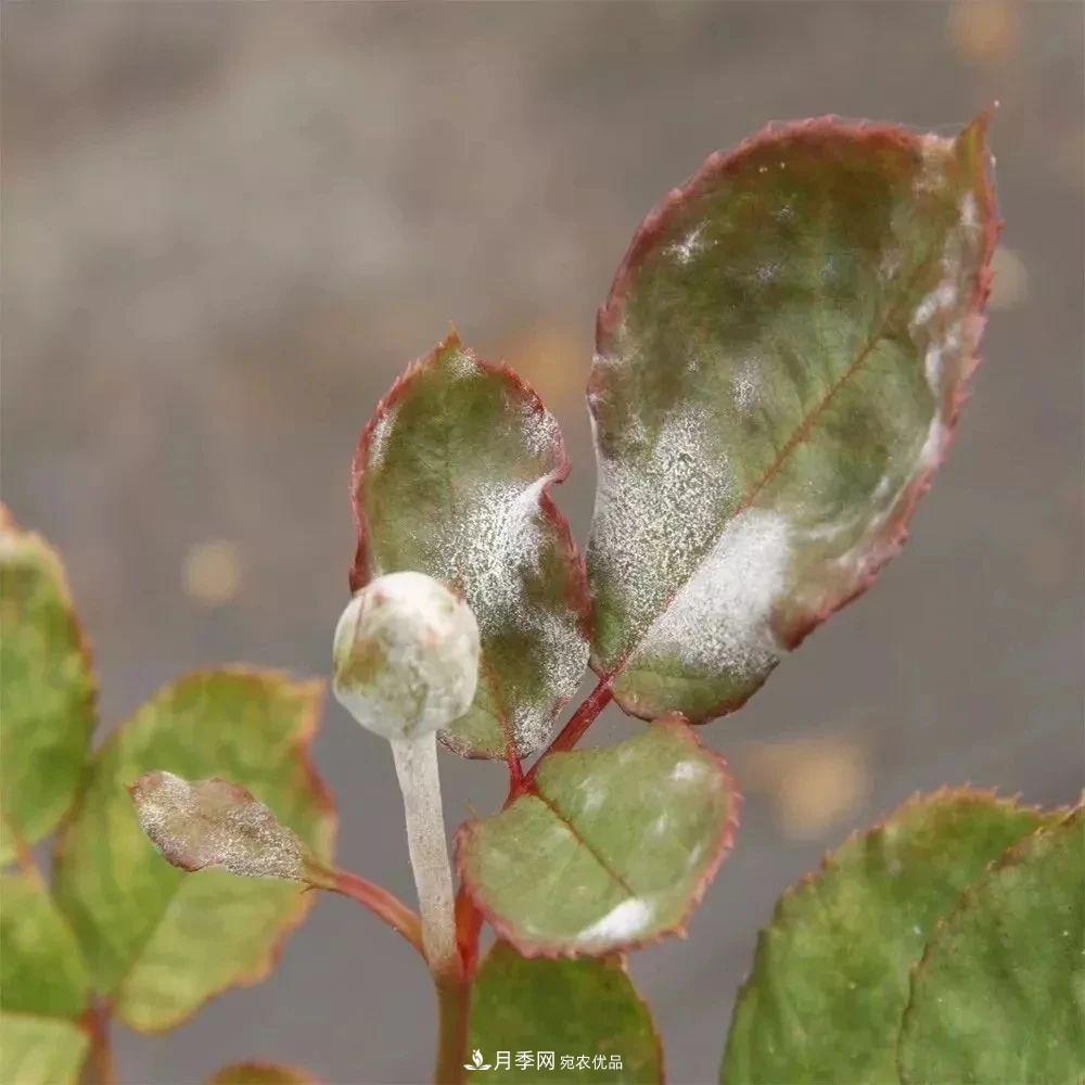 月季花夏季的修剪、施肥和防治病蟲害攻略，遠(yuǎn)離紅蜘蛛黑斑病(圖6)
