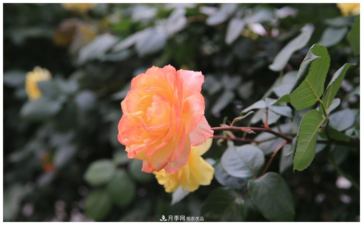 誰說月光族就不配養(yǎng)花？這20種月季花月薪3000也能養(yǎng)(圖4)