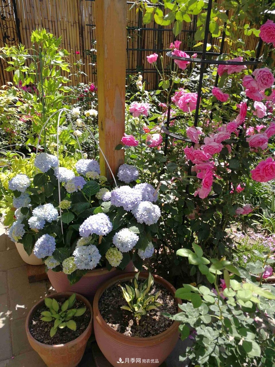 養(yǎng)月季花必備“3種肥”，每月花盆撒一點(圖6)