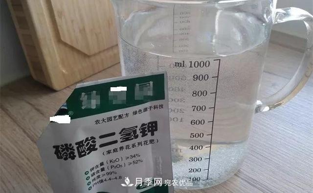 養(yǎng)月季花必備“3種肥”，每月花盆撒一點(圖4)