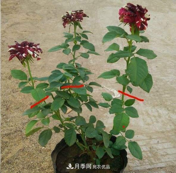 月季修剪有技巧，知道幾個(gè)養(yǎng)護(hù)小妙招，花謝了還能開好幾茬(圖5)