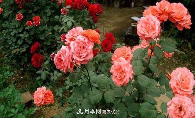 立秋以后，月季修剪及養(yǎng)護重點(圖1)