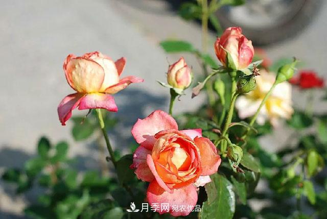 春天月季養(yǎng)護的“四句真言”，預防病蟲害，不愁沒花看！(圖4)