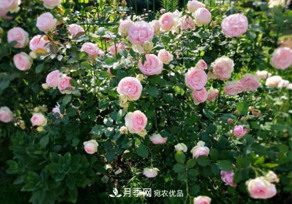 盆栽月季花，如何配土才合適？保證2點就夠了(圖2)