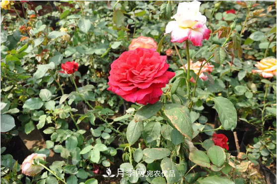 供應(yīng)南陽(yáng)月季，花中皇后，月月花開(kāi)月月紅(圖1)