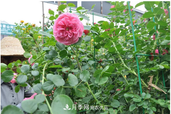供應(yīng)南陽(yáng)月季，花中皇后，月月花開(kāi)月月紅(圖4)