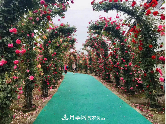 供應(yīng)南陽(yáng)月季，花中皇后，月月花開(kāi)月月紅(圖3)