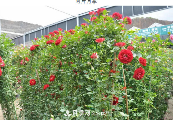 供應(yīng)南陽(yáng)月季，花中皇后，月月花開(kāi)月月紅(圖7)