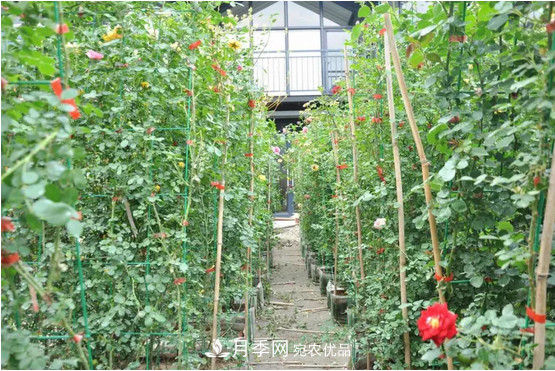 供應(yīng)南陽(yáng)月季，花中皇后，月月花開(kāi)月月紅(圖6)