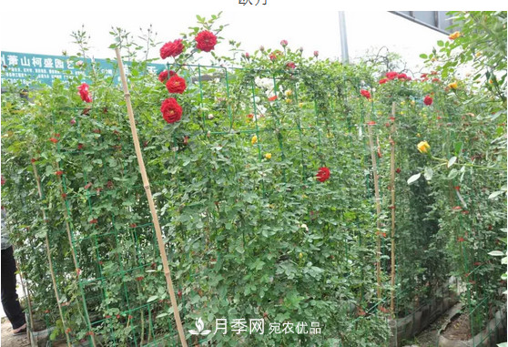 供應(yīng)南陽(yáng)月季，花中皇后，月月花開(kāi)月月紅(圖5)