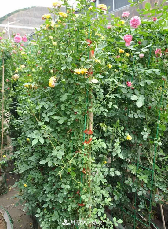 供應(yīng)南陽(yáng)月季，花中皇后，月月花開(kāi)月月紅(圖8)