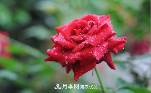 你知道怎么解決大花月季葉子發(fā)黃的問(wèn)題嗎？(圖1)
