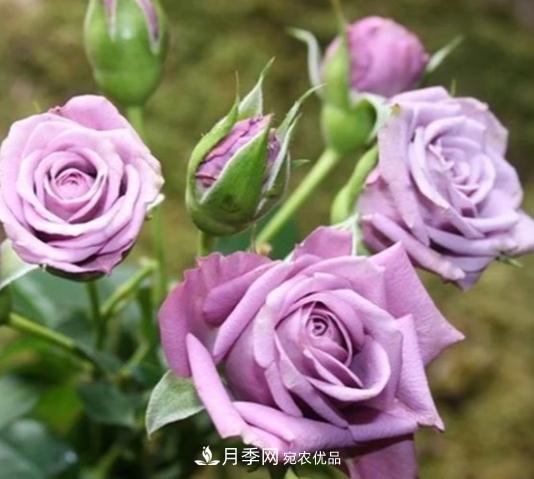 月季花盆土板結(jié)怎么辦？一招輕松解決！(圖1)