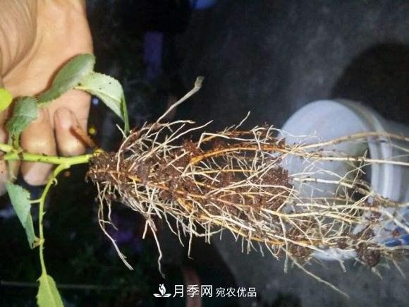 月季返老還童正當(dāng)時，養(yǎng)護(hù)行動起來，爆花指日可待(圖3)