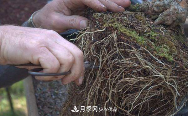 月季返老還童正當(dāng)時，養(yǎng)護(hù)行動起來，爆花指日可待(圖5)