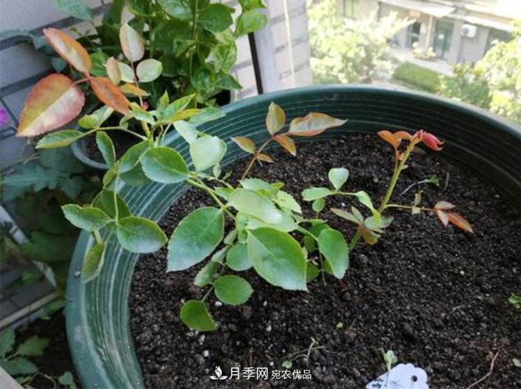 月季返老還童正當(dāng)時，養(yǎng)護(hù)行動起來，爆花指日可待(圖7)