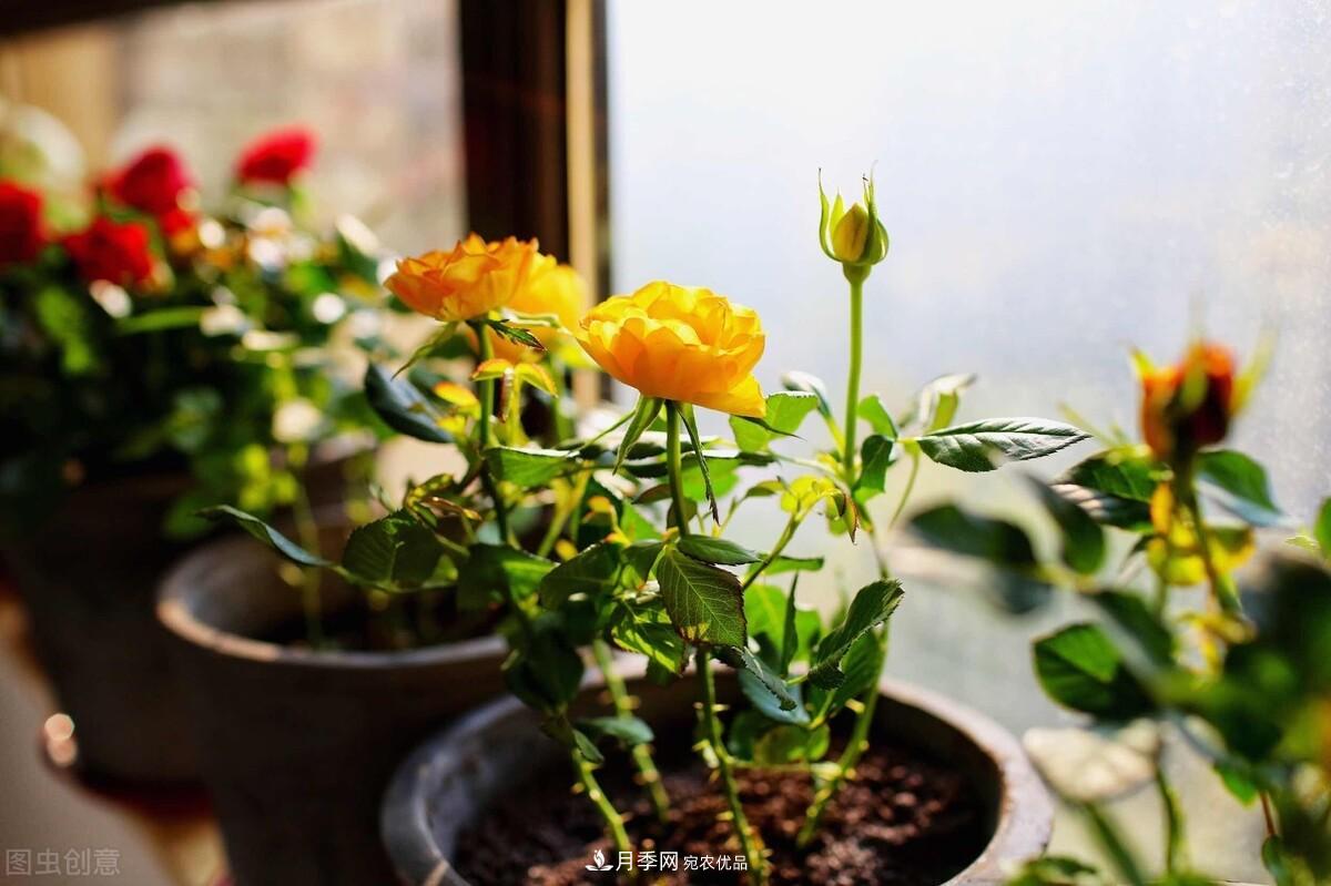 月季返老還童正當(dāng)時，養(yǎng)護(hù)行動起來，爆花指日可待(圖8)