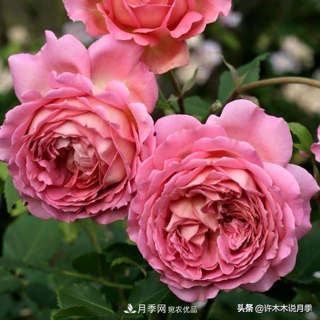 月季垂頭怎么辦？枝條柔軟不直立怎么回事，教你一招搞定(圖2)