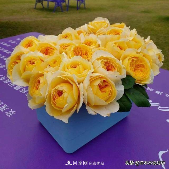 月季垂頭怎么辦？枝條柔軟不直立怎么回事，教你一招搞定(圖1)