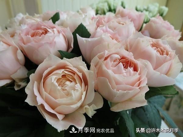 月季垂頭怎么辦？枝條柔軟不直立怎么回事，教你一招搞定(圖5)