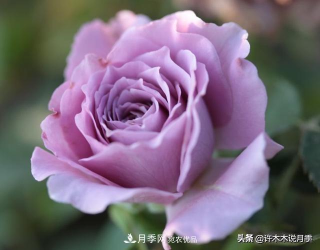 月季垂頭怎么辦？枝條柔軟不直立怎么回事，教你一招搞定(圖4)