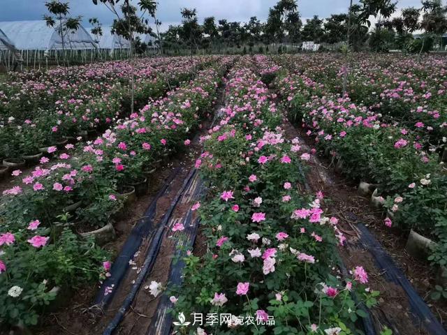 地栽月季的水肥如何管理？(圖1)