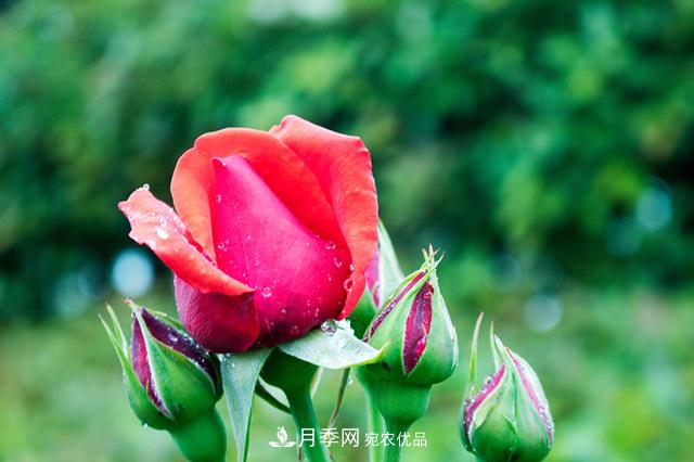 月季扦插方法是什么？苗期如何管理？(圖1)